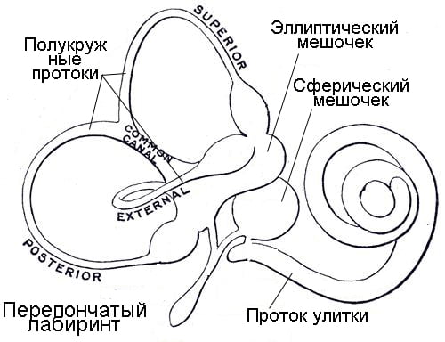Устройство внутреннего уха: перепончатый лабиринт