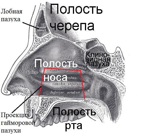 Гайморова пазуха не контактирует с полостью черепа